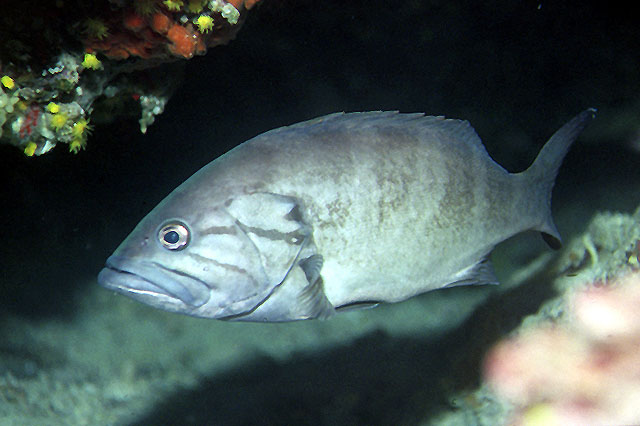 Epinephelus aeneus (Cernia bianca)